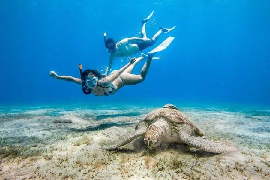 Two snorkelers above a green sea turtle grazing on seagrass in the bay of Abu Dabbab